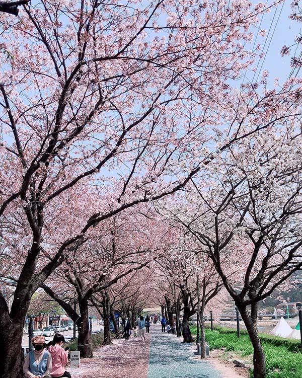 남원 광한루 벚꽃길